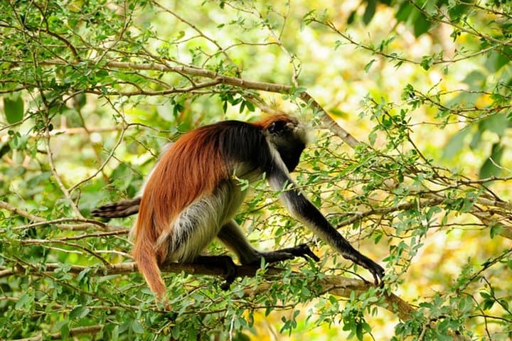Jozani Forest, Village Tour and Mtende Beach Zanzibar
