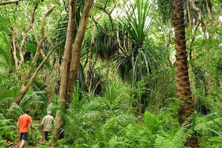 Jozani Forest, Village Tour and Mtende Beach Zanzibar