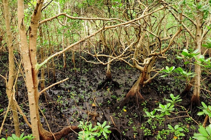 Jozani Forest, Village Tour and Mtende Beach Zanzibar
