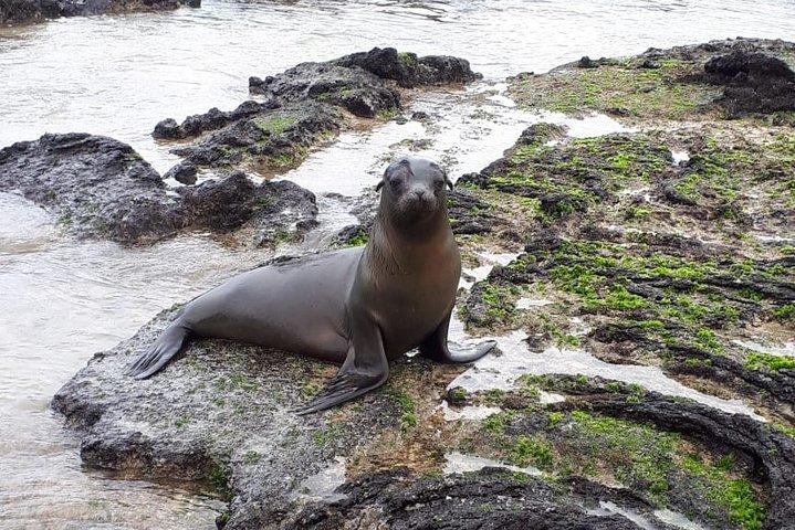 11 dage Galapagos fulde oplevelser "Santa Cruz- Isabela - San Cristobal"