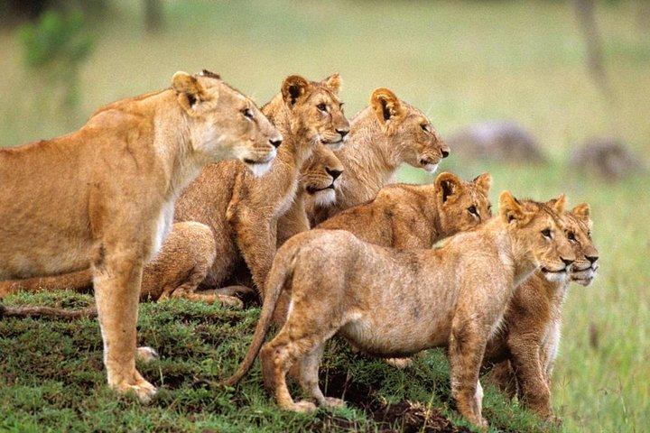 4 días de presupuesto para acampar Safari Tour