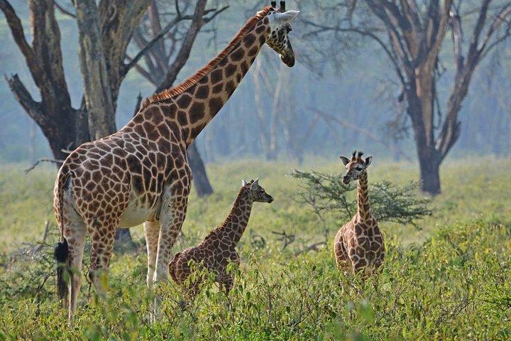 8 Days, 7 Nights Safari – Lake Nakuru, Maasai Mara, Naivasha and Amboseli Park