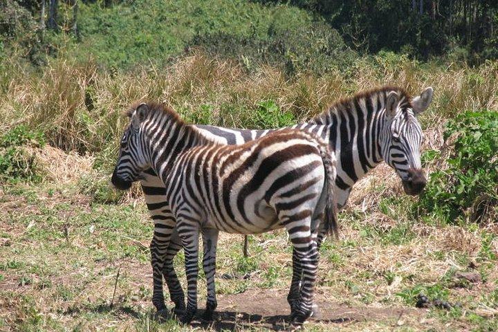 5日間のタランギーレセレンゲティとンゴロンゴロクレータータンザニア