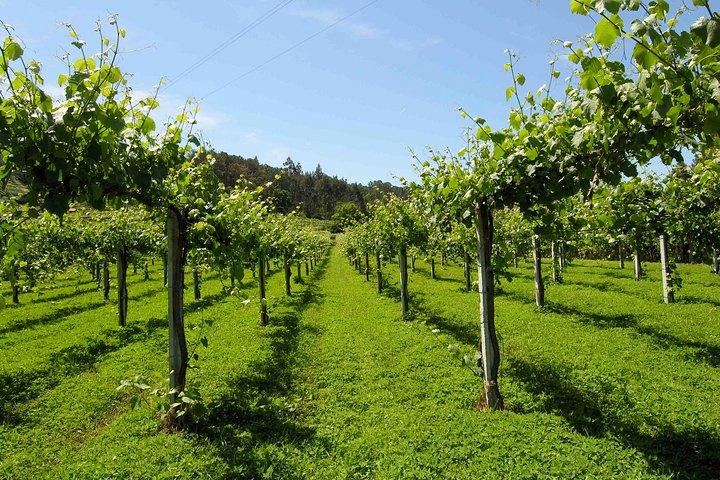 Privétour Alvarinho (Melgaço en Monção) inclusief 3 wijnproeverijen