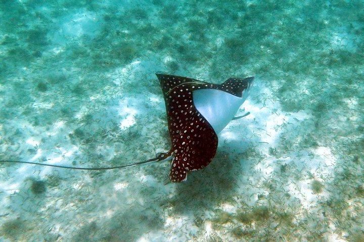 St Thomas Kayak und Sea Turtle Schnorchelausflug
