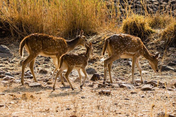 Day Trip to Ranthambore Tiger Safari from Jaipur