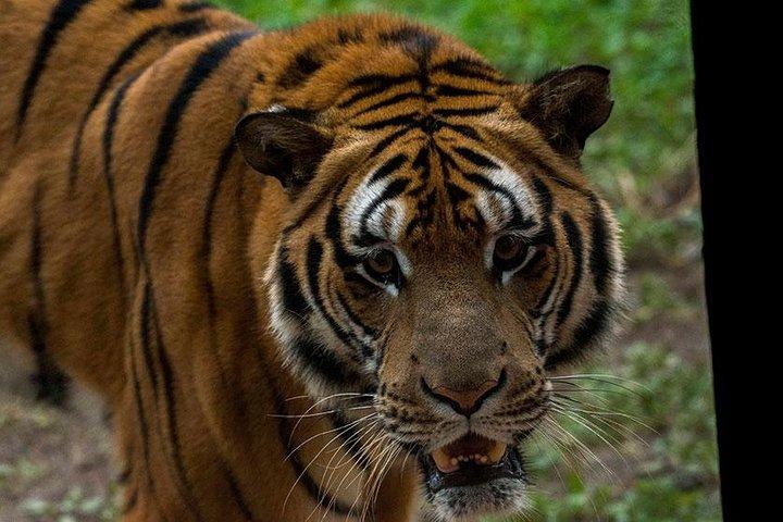 Transfer privado entre Hangzhou Safari Park e City Hotels