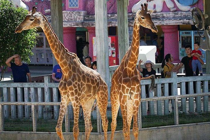 Transfer privado entre Hangzhou Safari Park e City Hotels