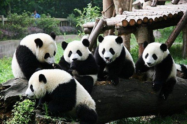 2-dages Chengdu Giant Panda, Leshan Buddha privat tur fra Xi'an med Bullet Train