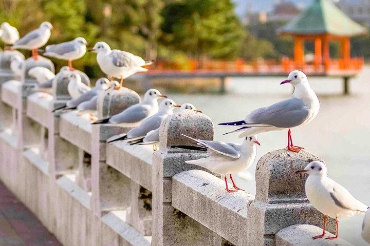 Certificado por Fukuoka: Um passeio fotogênico para visitar lugares bonitos com quimono!
