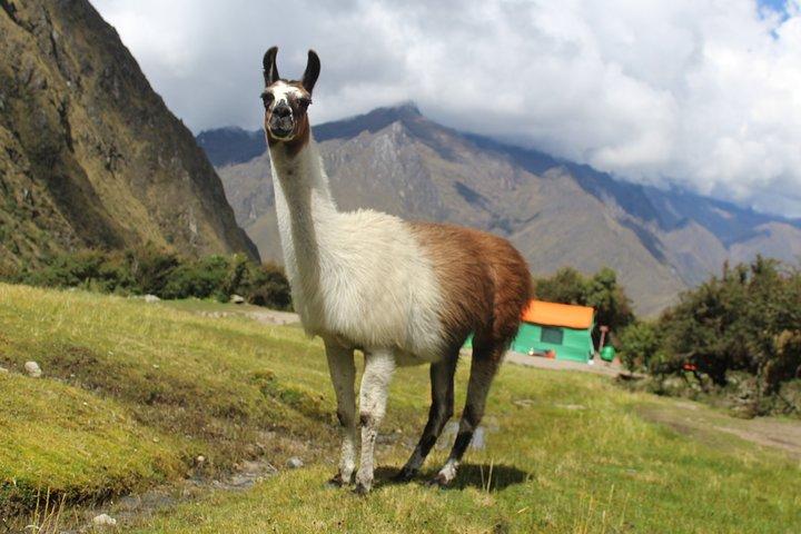 Classic Inca Trail ekspedition til Machu Picchu 4D/3N