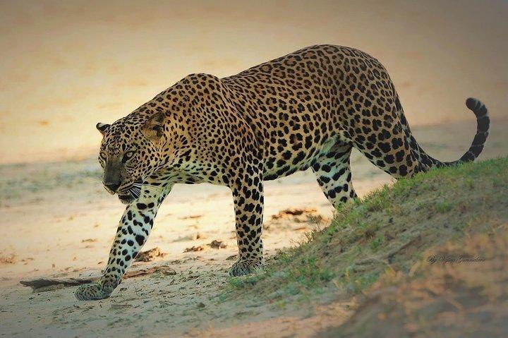 Spezielle halbtägige Yala-Safari mit Guide