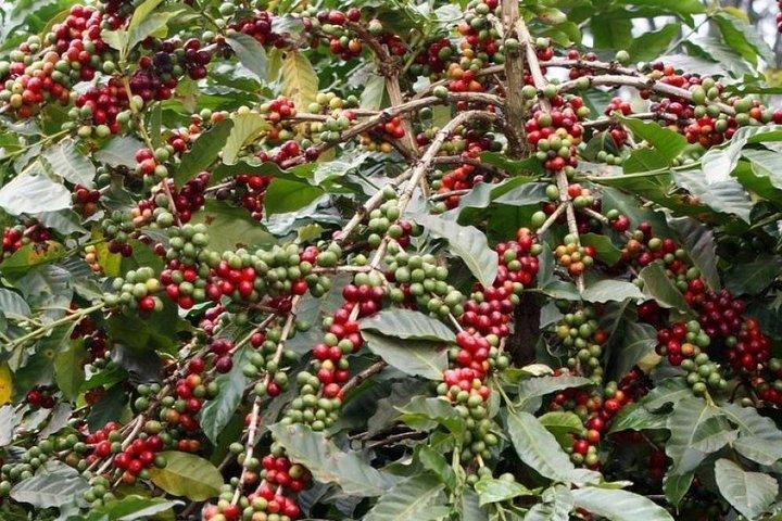 Materuni vattenfall och kaffedagstur