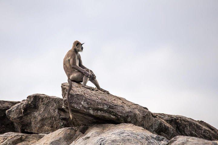 Spezielle halbtägige Yala-Safari mit Guide