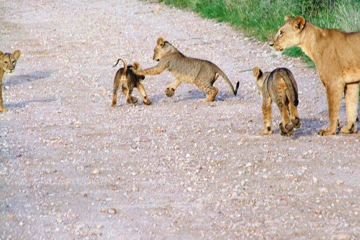 Teatro do Selvagem 3 Dias de Safari Salt Lick & Satao.