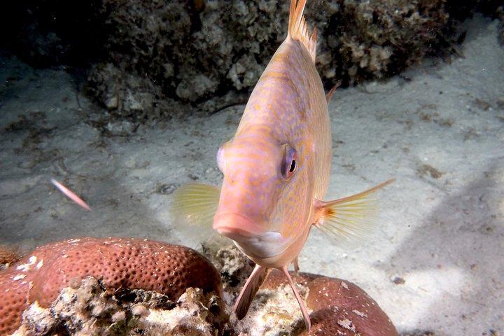 Ingen erfarenhet krävs för att upptäcka Scuba i Florida