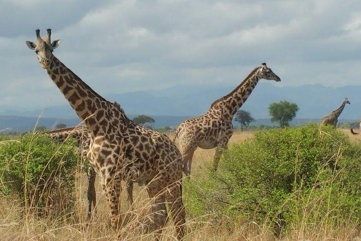 Safari de 5 Dias para Nyerere NP (Selous GR) e Mikumi NP