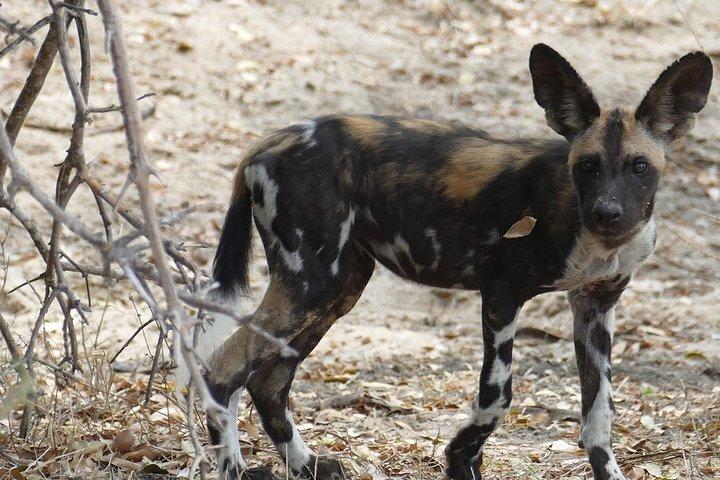 Safari de 5 Dias para Nyerere NP (Selous GR) e Mikumi NP