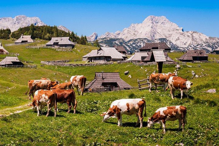 Velika Planina Shepherd's Hike