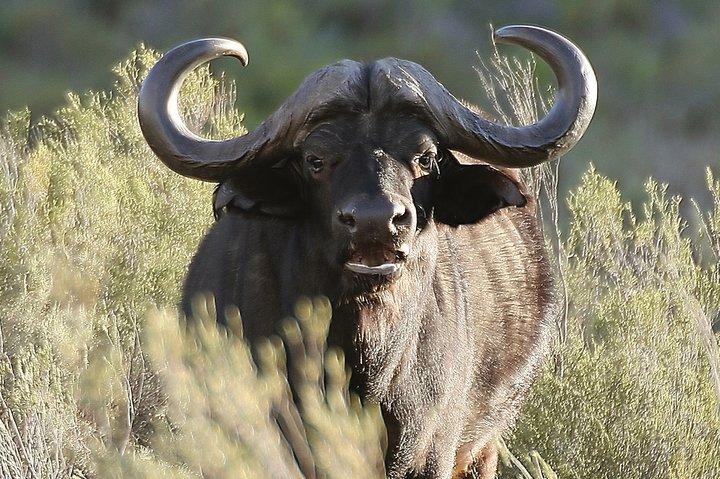 Safari privé BIG5 près du Cap