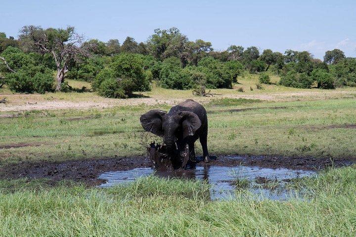 2-dagars Chobe Park Safari Tour med övernattning vid Victoria Falls