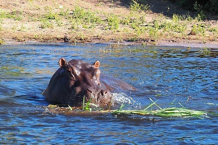 2-dagars Chobe Park Safari Tour med övernattning vid Victoria Falls