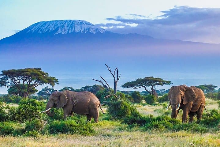 6 Days Masai Mara, Lake Nakuru & Amboseli-Ultimate Kenyan Safari