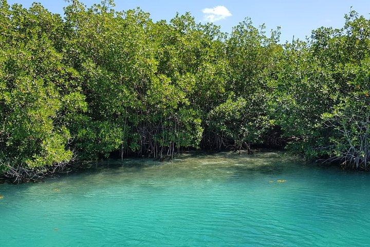 Mangroven- und Lagunen-Schnellboot-Tour