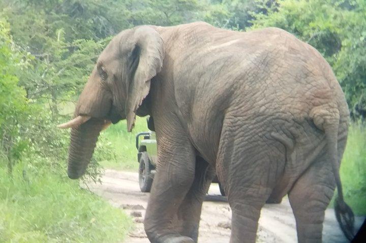 Akagera Nationalpark privat dagstur