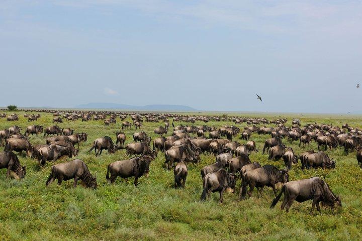 7 dagars safari. Serengeti, Tarangire, Lake Manyara och Ngorongoro-kratern.