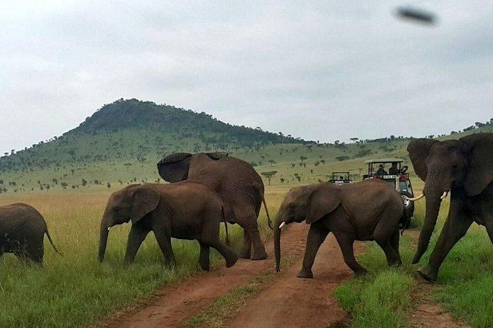 12 días de lo mejor de Kenya Wildlife Jeep Safari - High End