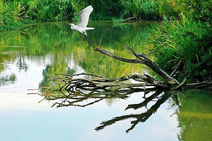 Hangzhou Xixi Vådland Halvdagstur med E-bådtur