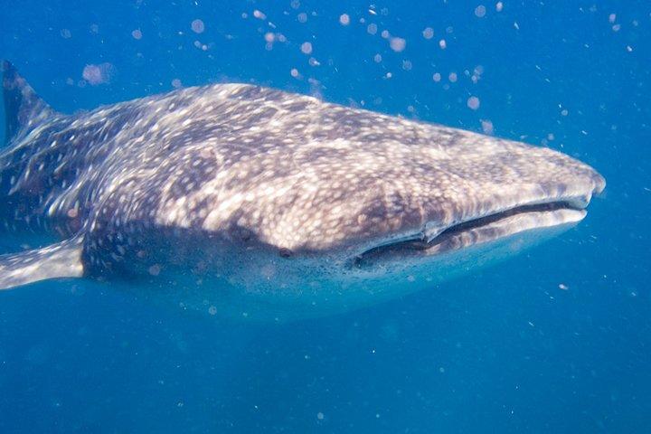 Cape Town Divers Experience 4Days 3Nights (Conforto)
