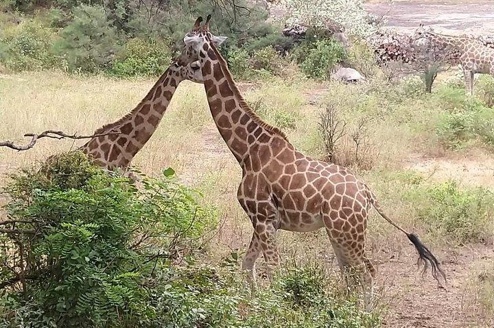 カバ、キリン、鳥、サル、クロックスなどを観察するハラーパークツアー
