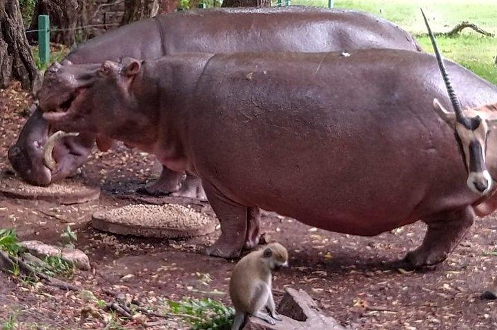 カバ、キリン、鳥、サル、クロックスなどを観察するハラーパークツアー