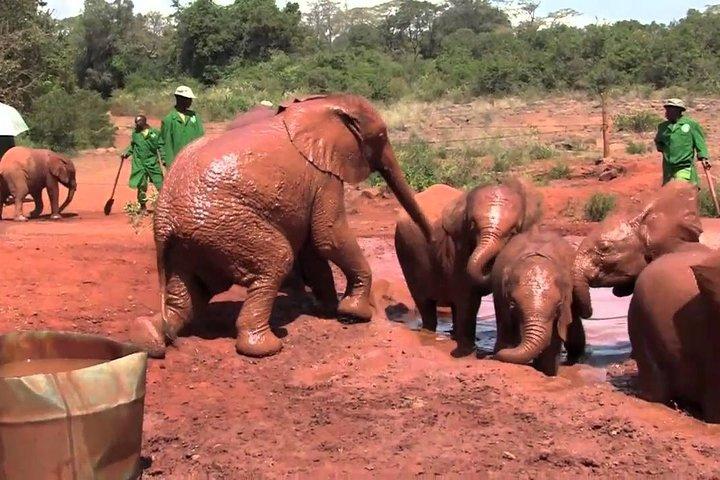 David Sheldrick Elephant Orphanage & Giraffe Center Guided Day Tour