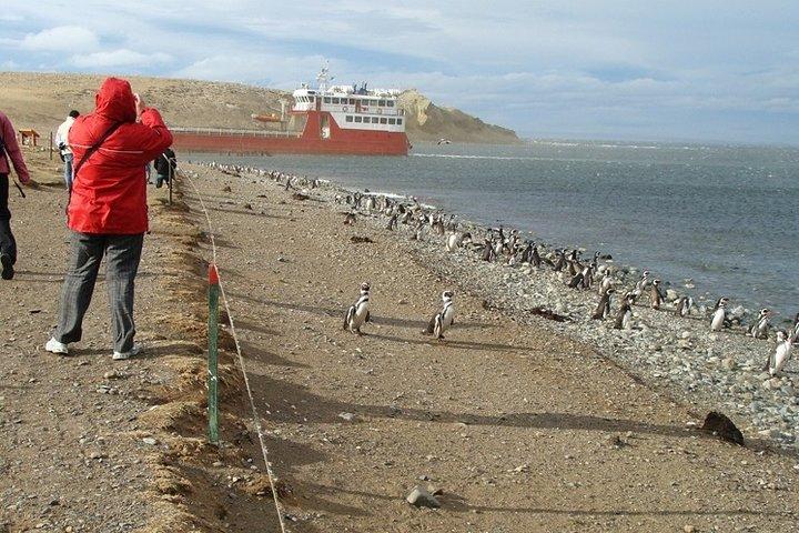 ショアエクスカーション:プンタアリーナのマグダレナ島のマゼランペンギン自然保護区