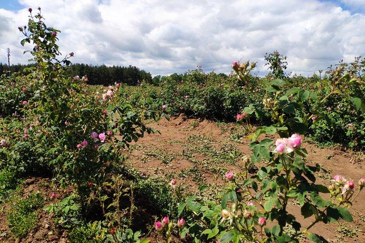 Accesso privato Rose Festival Kazanlak 05 - 07.06.2025