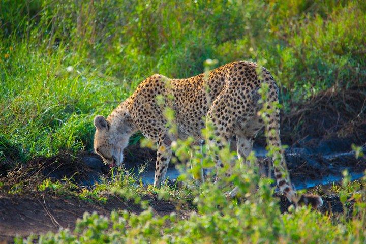 5-daagse lodgesafari.