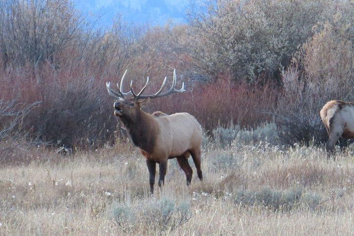 Grand Teton National Park - PRIVATE Sunset Tour von Jackson Hole