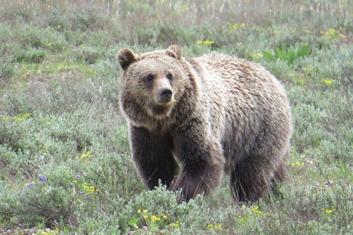Grand Teton National Park - PRIVATE Sunset Tour von Jackson Hole