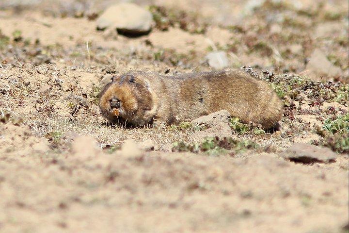 Bale Mountain National Park 5-dages turpakke