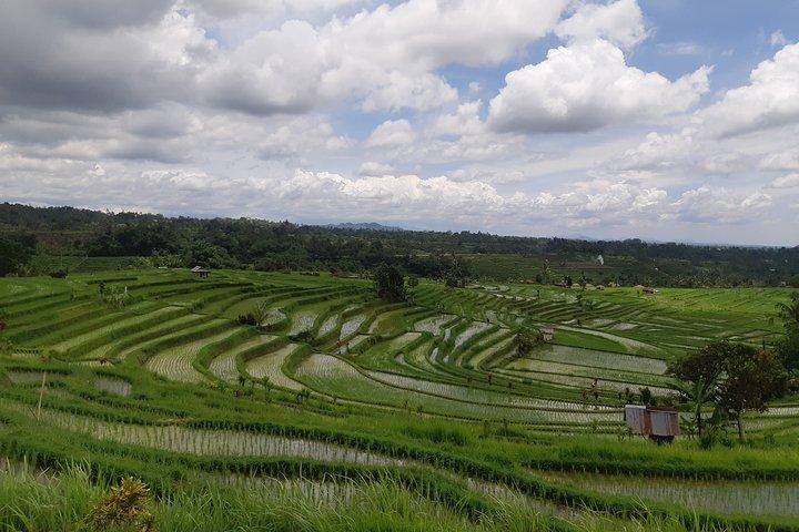 Tour Bali Fullday, Rice Terrace, Templo e Sunset Tanah Lot