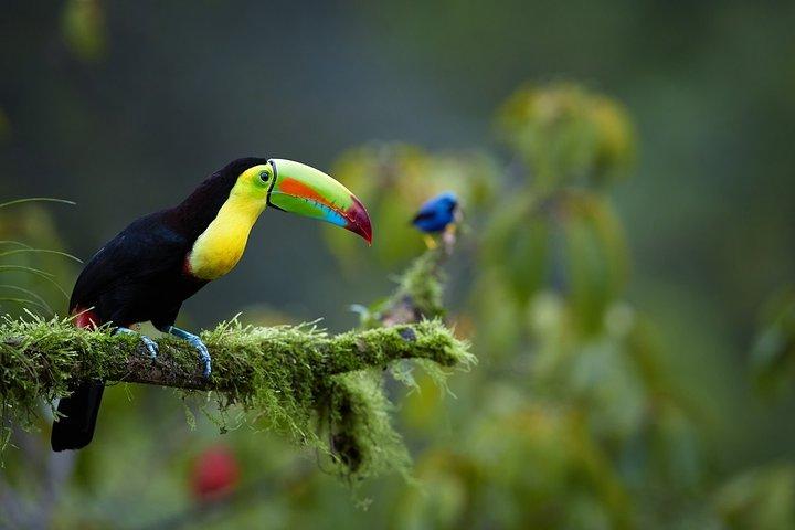 Costa Rica höjdpunkter 8D/7N semesterpaket