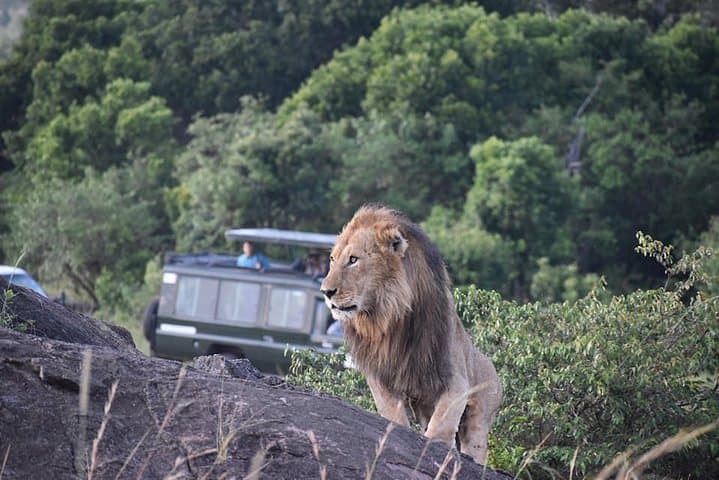 Masai Mara safari