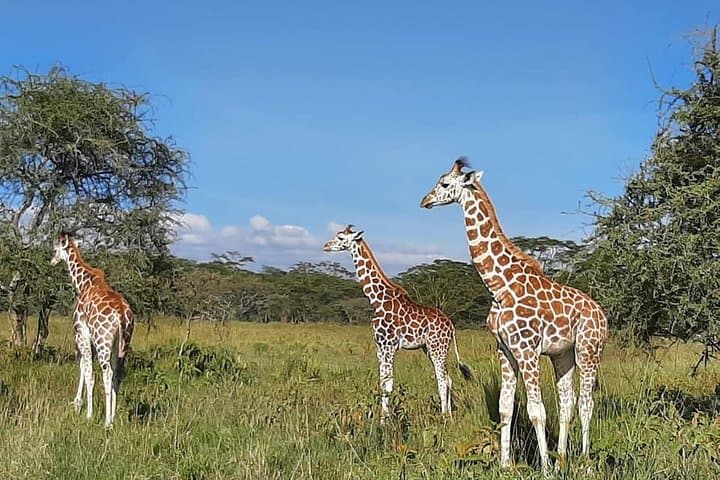 Masai Mara safari