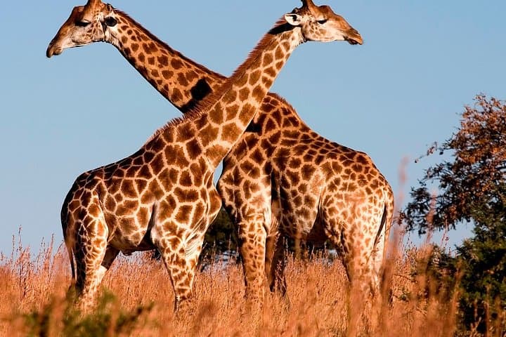 Nairobi Airport Layover Half Day Tour to Nairobi National Park