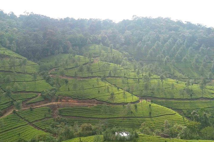 Tour privato Deluxe di 3 notti - Cochin/Munnar/Houseboat/Cochin