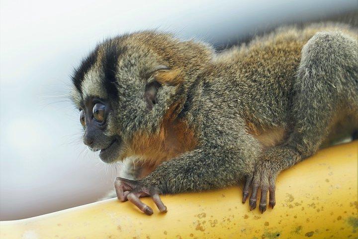 5-dages dyreliv i Pacaya National Park fra Iquitos