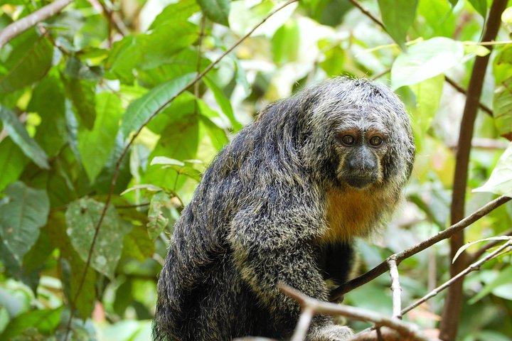 5-dages dyreliv i Pacaya National Park fra Iquitos